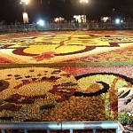 Tapis de fleurs, Kikar Rabbin. פרחים בלגיים בכיכר רבין 